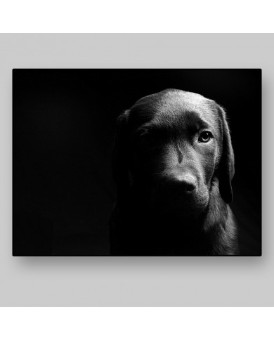 Retrato de un labrador Retrato de un labrador