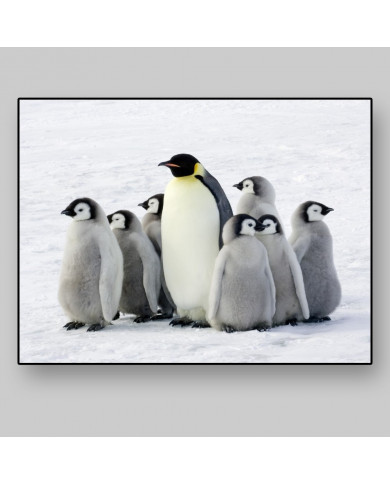 Piguino emperador con sus crías, Antártida