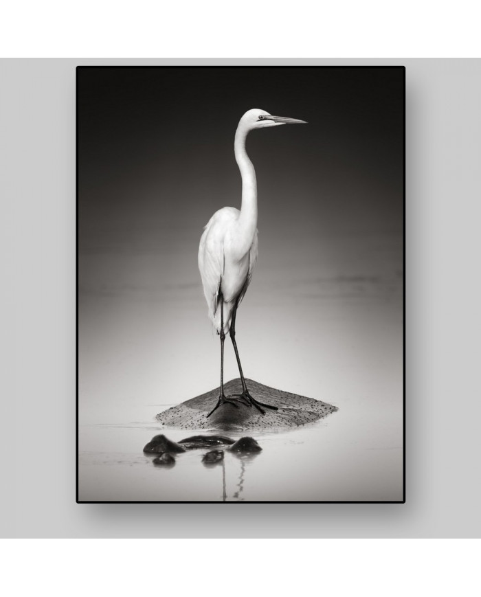 Gran garza blanca sobre un hipopótamo, Parque Nacional Etosha, Namibia