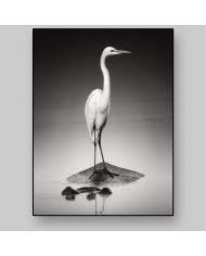 Gran garza blanca sobre un hipopótamo, Parque Nacional Etosha, Namibia