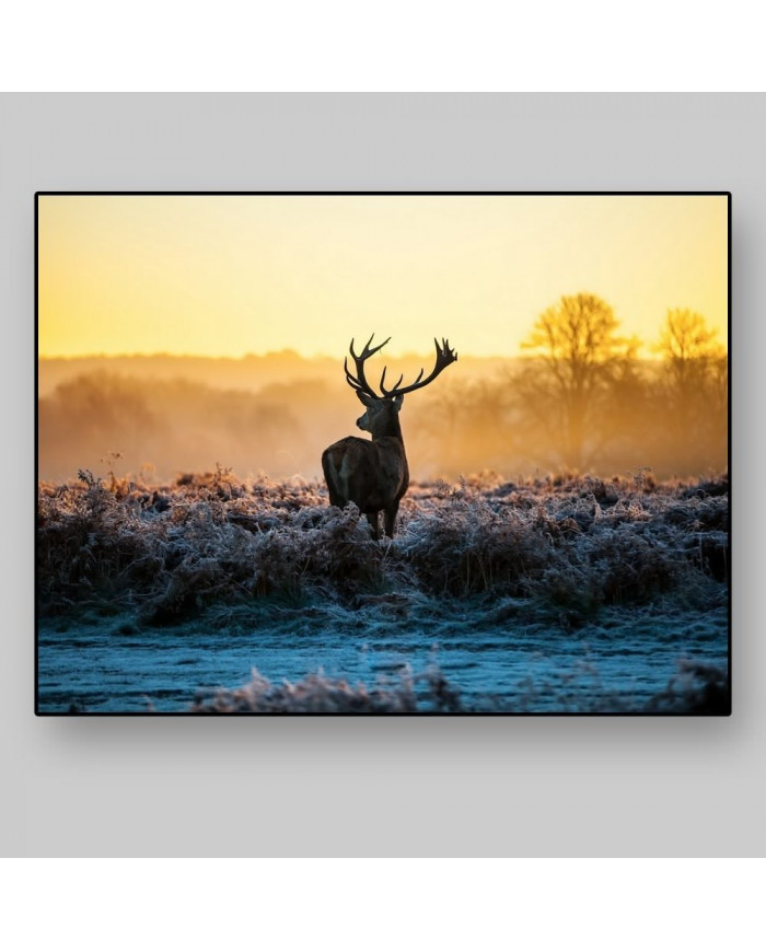 Ciervo rojo, Parque Nacional Thy, Dinamarca