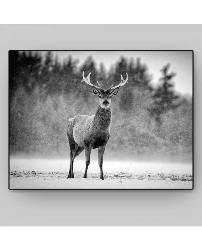 Ciervo Rojo bajo la nieve, Escocia, UK