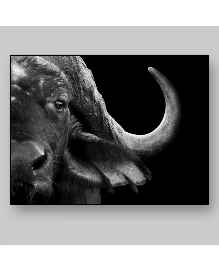 Retrato de un búfalo africano, Parque Nacional del Serengueti, Tanzania