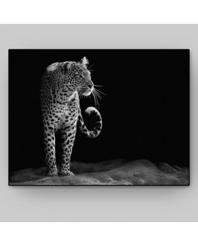 Mirada del leopardo Mirada del leopardo