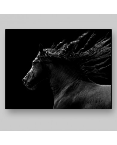 Caballo negro cabalgando Caballo negro cabalgando