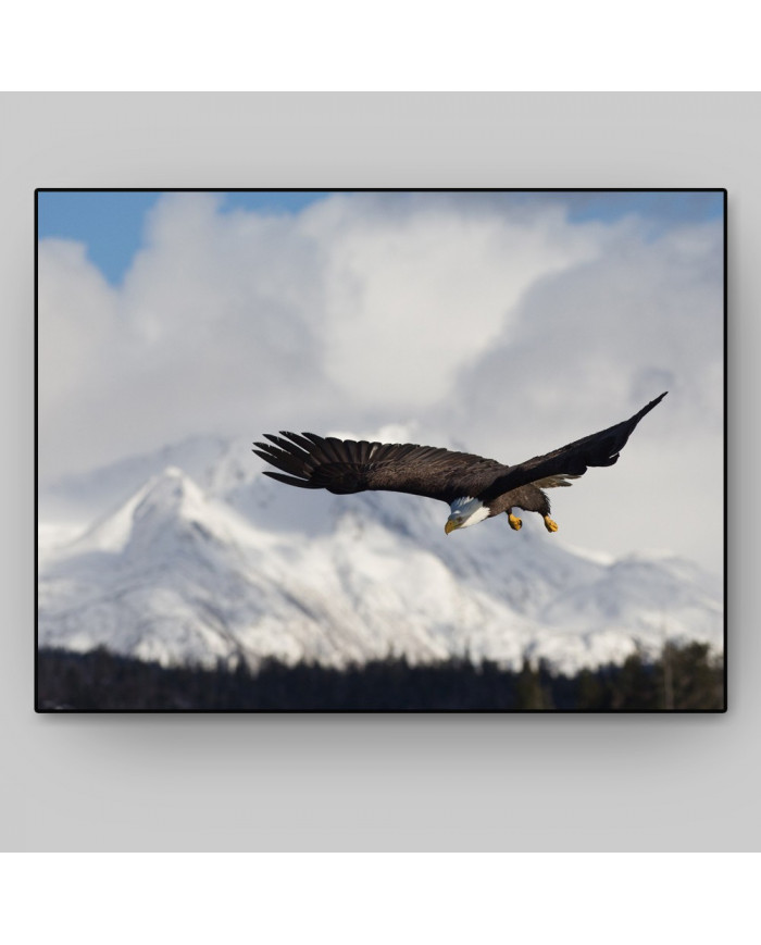 Aguila blanca, Homer Alaska