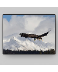 Aguila blanca, Homer Alaska