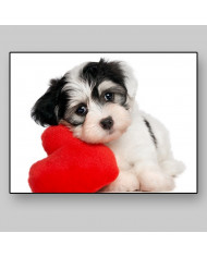 Cachorro de perro havanese