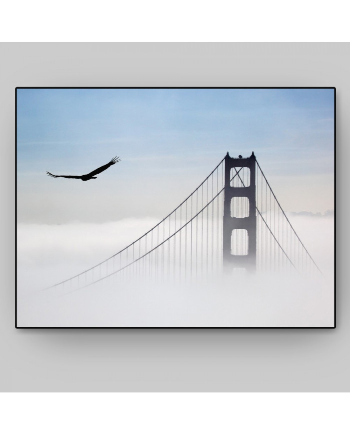 Ágila sobre el puente Golden Gate, San Francisco, California, USA