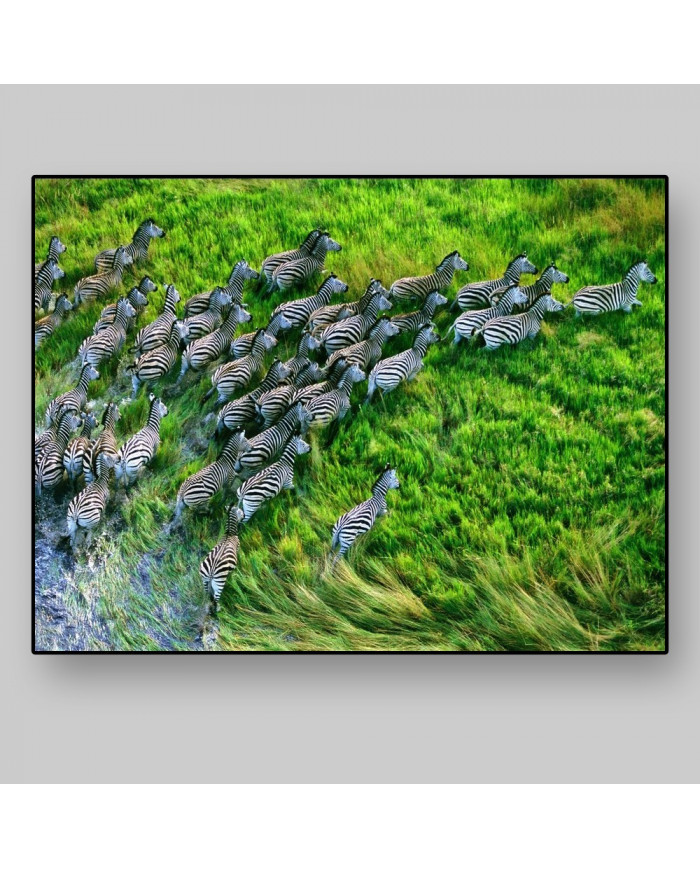 Grupo de zebras atravesando el  Parque Nacional de Nxai Pan, Botsuana