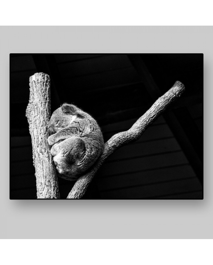 Koala, Queensland, Australia