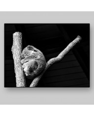 Koala, Queensland, Australia