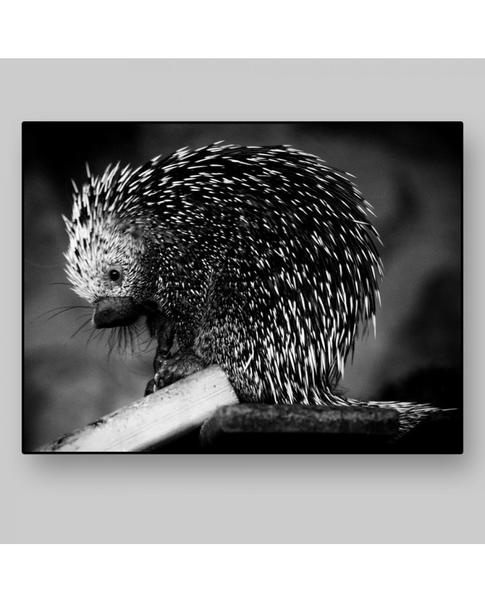 Puercoespín, Alaska, USA