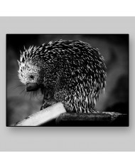 Puercoespín, Alaska, USA