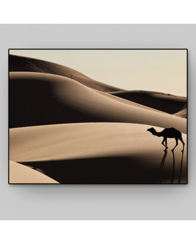 Camello en las dunas del desierto del Sahara Camello en las dunas del desierto del Sahara