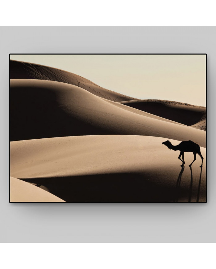 Camello en las dunas del desierto del Sahara