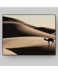 Camello en las dunas del desierto del Sahara