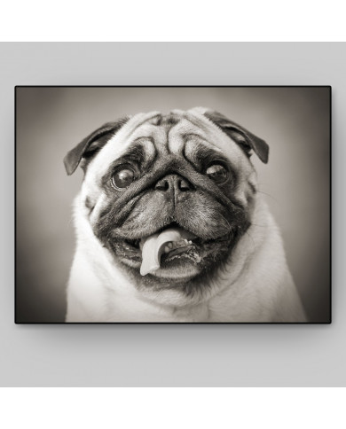 Cachorro Pug Cachorro Pug