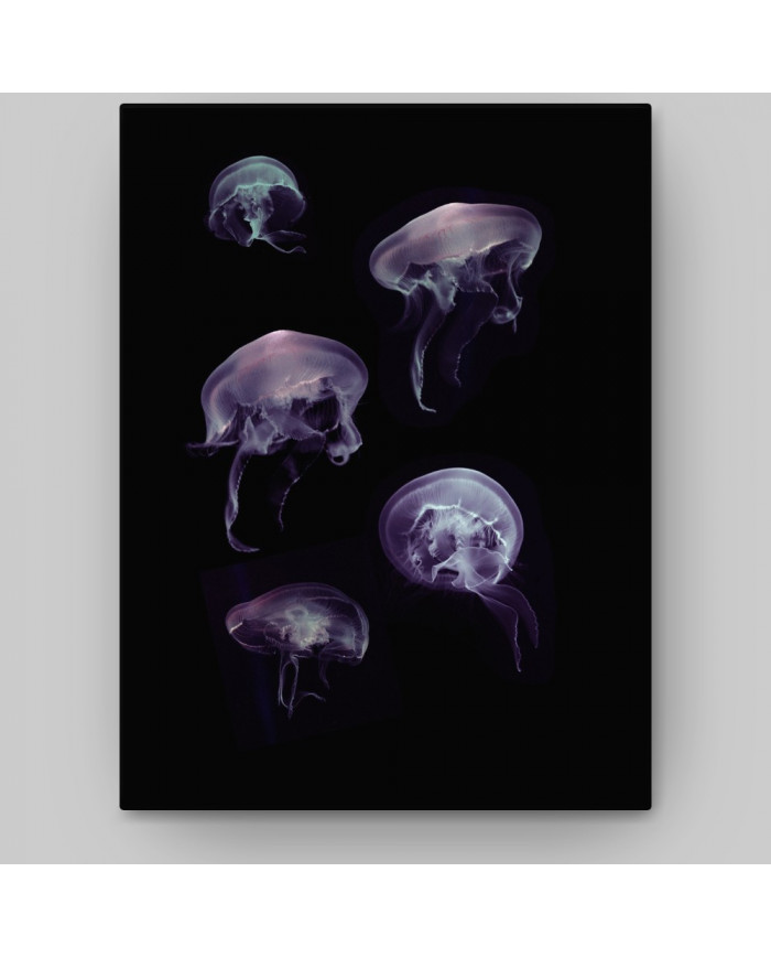 Composición de 5 medusas del Mediterráneo