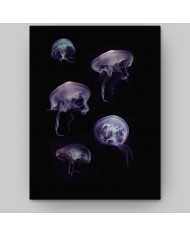 Composición de 5 medusas del Mediterráneo