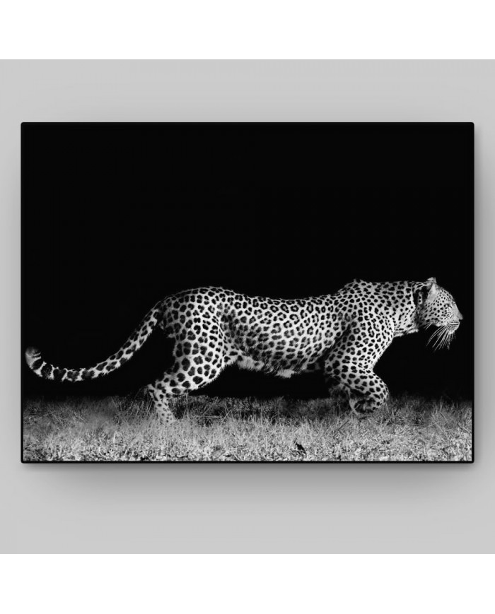 Leopardo al acecho, Parque Nacional Kruger, Sudáfrica