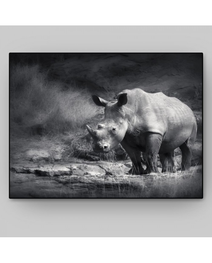 Rinoceronte blanco, Parque Nacional Garamba, Congo