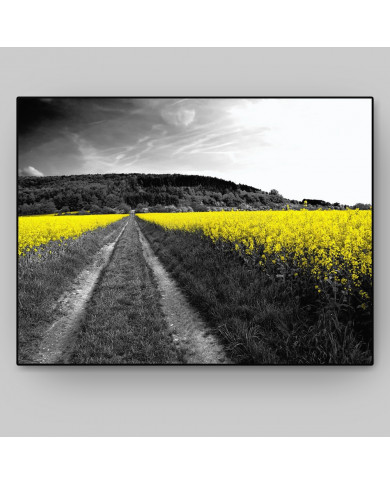 Campos amarillos Campos amarillos