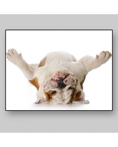 Bulldog del revés Bulldog del revés
