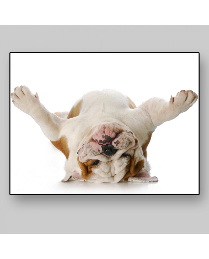 Bulldog del revés