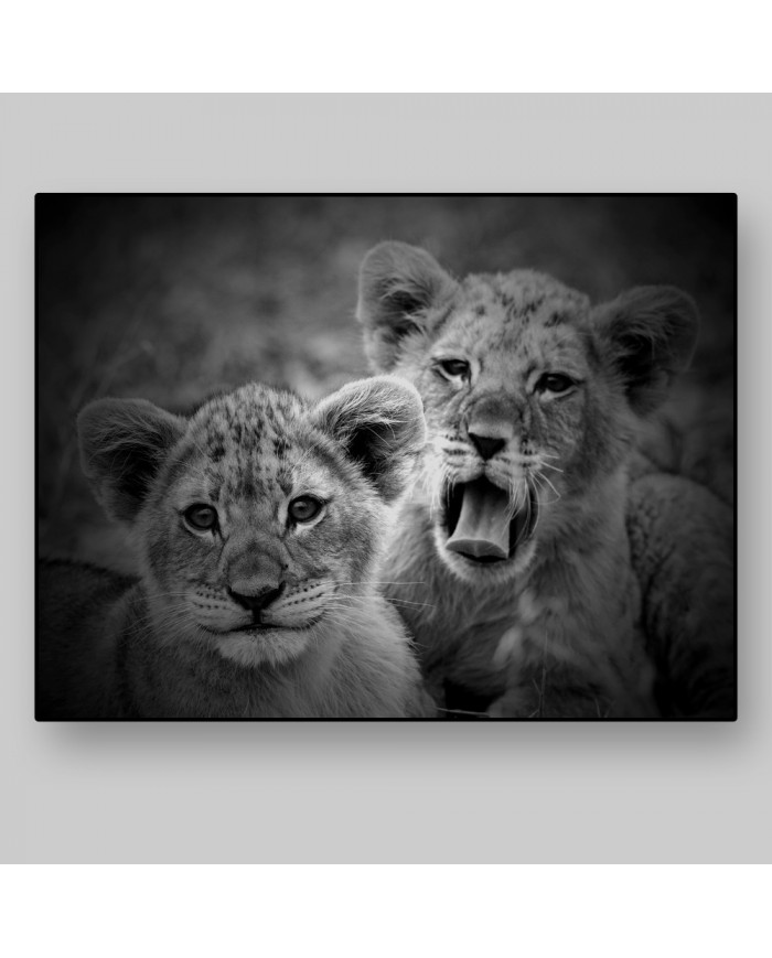 Cachorros de leones, Parque Nacional Serengueti, Tanzania