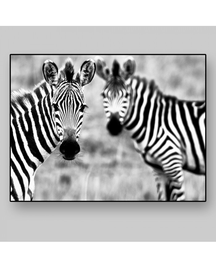 Cebras, Parque Nacional Kruger, SudÁfrica