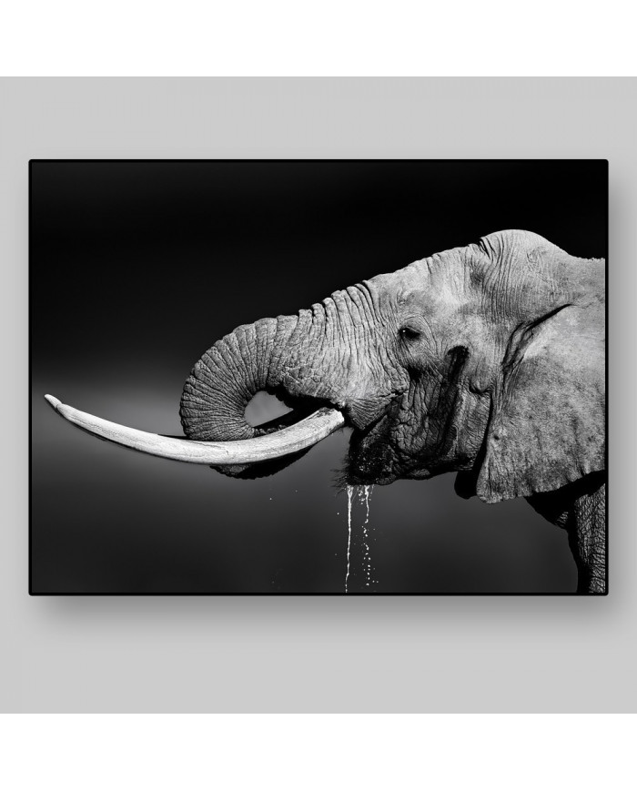 Elefante bebiendo, Parque Nacional Addo, SudÁfrica