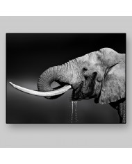 Elefante bebiendo, Parque Nacional Addo, SudÁfrica