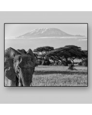 Elefante en el monte del Kilimanjaro, Tanzania