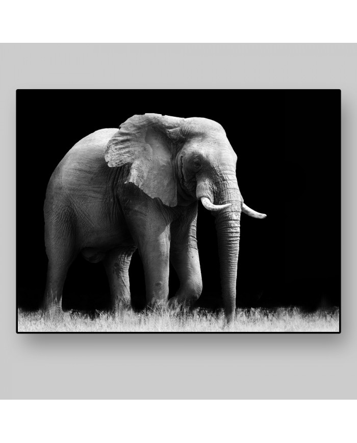 Elefante, Parque Nacional Etosha, Namibia