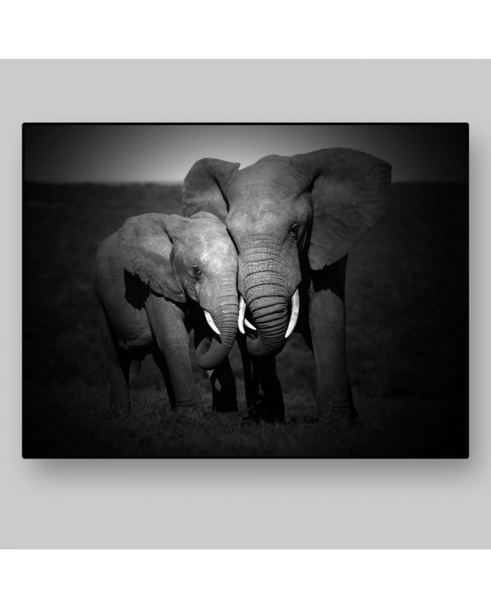 Elefantes, Parque Nacional Masai Mara, Tanzania