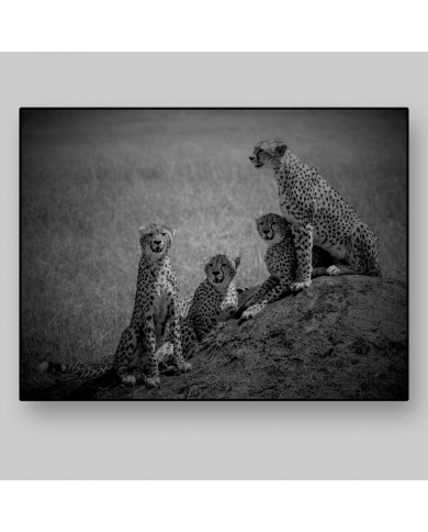 Familia de Cheetas, Parque Nacional Masai Mara, Kenia Familia de Cheetas, Parque Nacional Masai Mara, Kenia