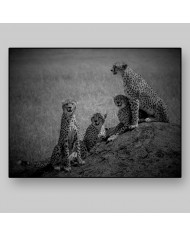 Familia de Cheetas, Parque Nacional Masai Mara, Kenia