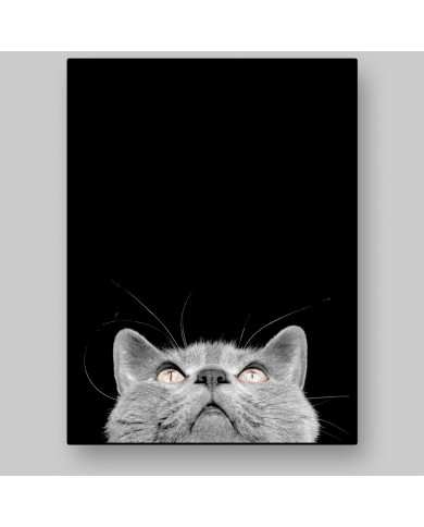 Gato Chartreux Gato Chartreux