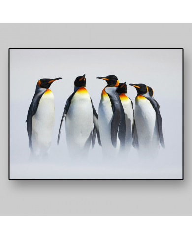 Grupo de pingüinos en la Antártida Grupo de pingüinos en la Antártida