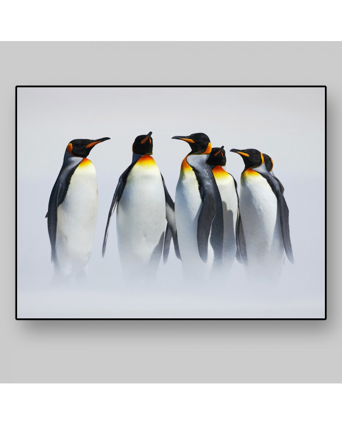 Grupo de pingüinos en la Antártida