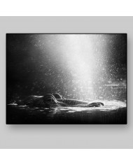 Hipopótamo, Parque Nacional Serengueti, Tanzania