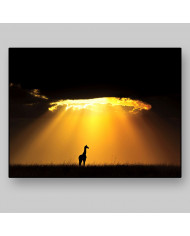 Jirafa al atardecer, Parque Nacional Masai Mara, Tanzania