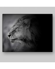 León al acecho, Parque Nacional Masai Mara, Kenia