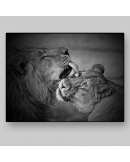 León con su cría,  Parque Nacional Addo, SudÁfrica