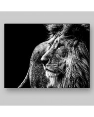 León, Parque Nacional Kruger, SudÁfrica