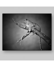 Leopardo, Parque Nacional Serengueti, Tanzania