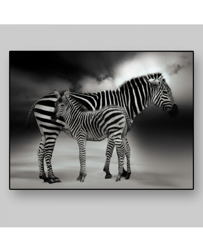 Retrato de dos cebras