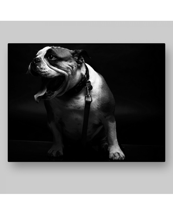 Retrato de un bulldog