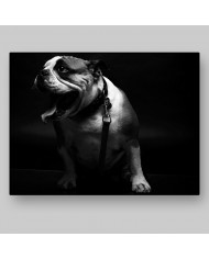 Retrato de un bulldog